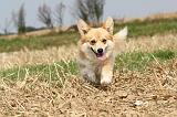 CORGI PEMBROKE 261